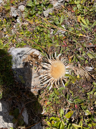 Silver Thistle