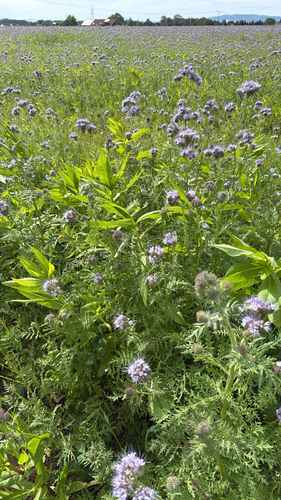 Lacy phacelia