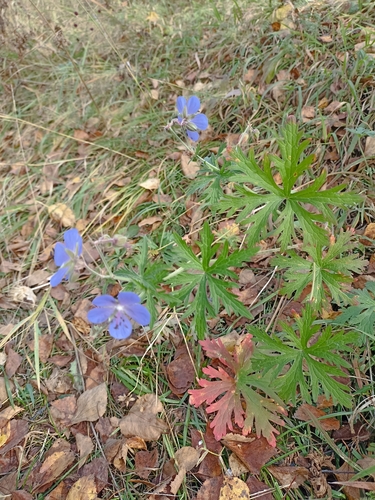 Meadow Crane's-bill