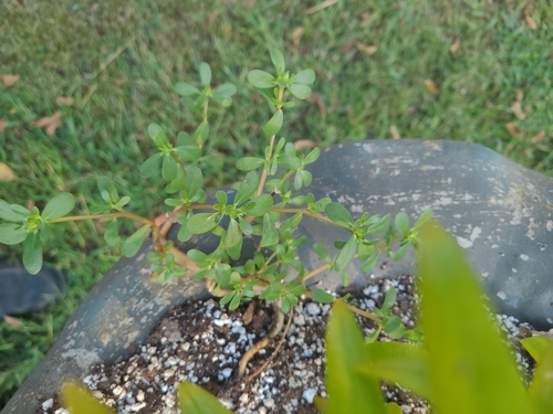 Common Purslane