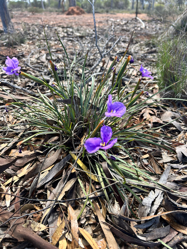Patersonia drummondii