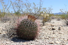 Ferocactus emoryi emoryi