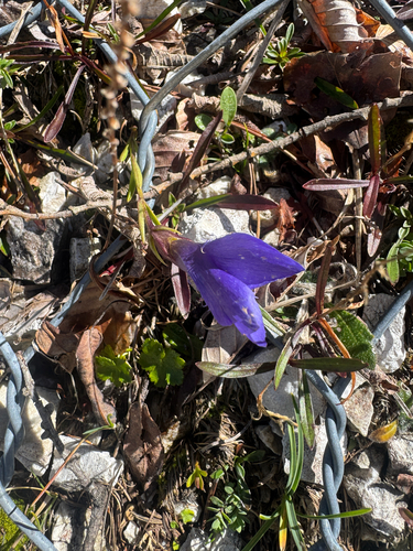 Fringe-flowered Gentian