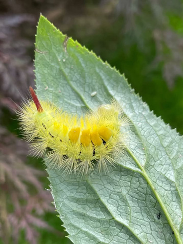 Pale Tussock Moth
