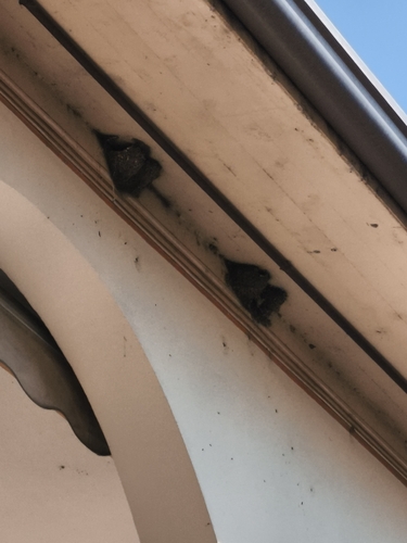 Western House Martin