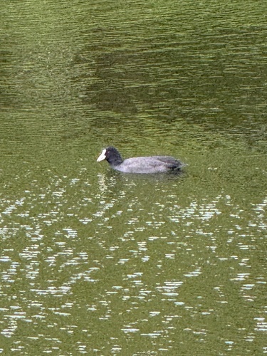 Eurasian Coot
