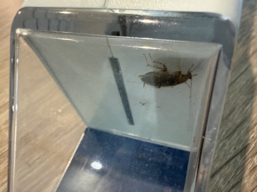 Amber Wood Cockroach
