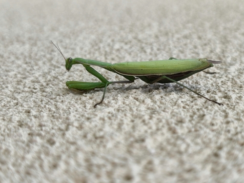 European Mantis