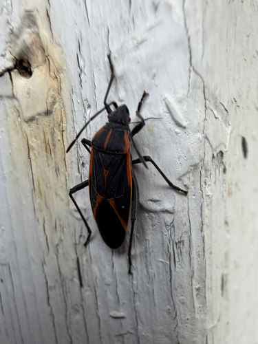 Eastern Boxelder Bug
