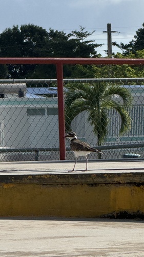 Killdeer