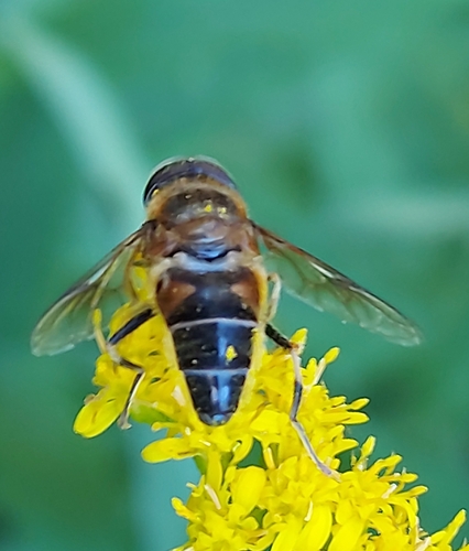 Tapered Drone Fly
