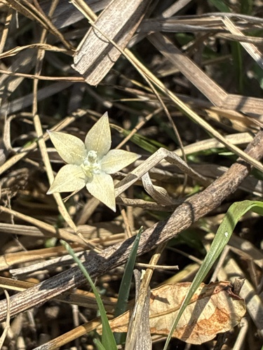 Wahlenbergia undulata, 2026-09-20