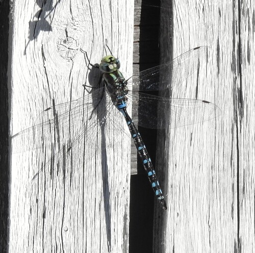 Lance-tipped Darner