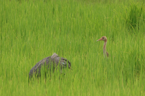 Sarus Crane