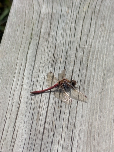 Vagrant Darter