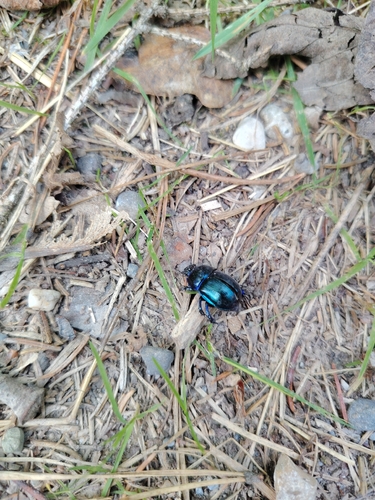 Woodland Dor Beetle