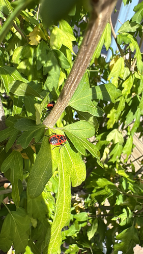 European Firebug