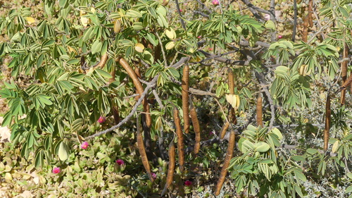 Senna bicapsularis observed 2026-09-16