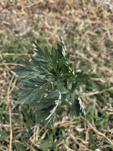 common mugwort