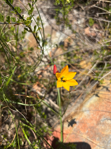 Ixia dubia