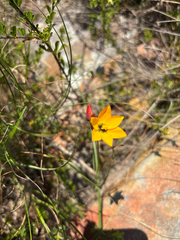 Ixia dubia