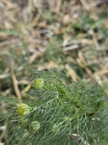 pineapple-weed