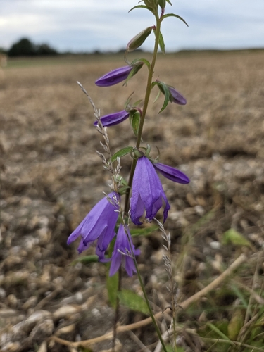 Creeping Bellflower