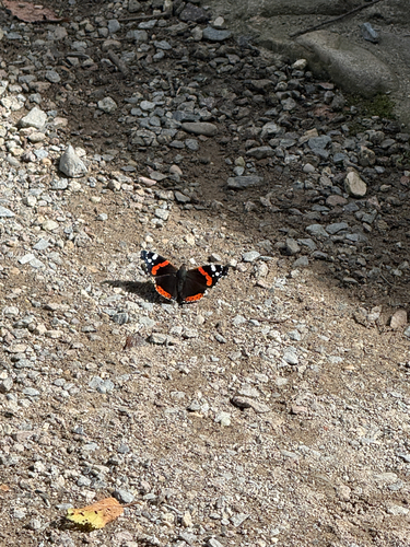 Red Admiral