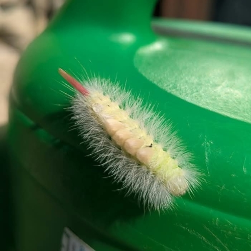 Pale Tussock Moth