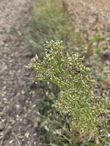 horseweed