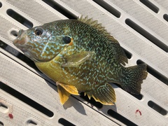 Lepomis gibbosus × cyanellus