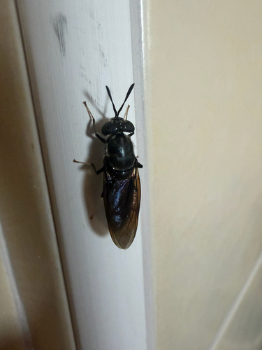 Black Soldier Fly