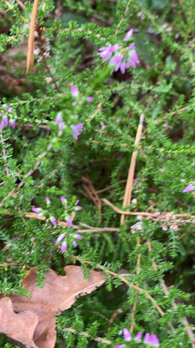 common heather