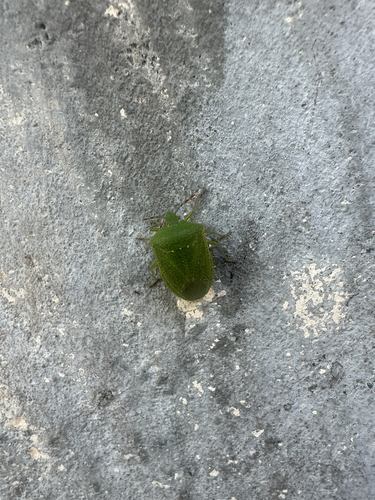 Southern Green Stink Bug