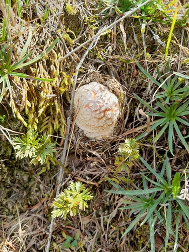 Fly Agaric