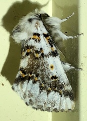 Aglaosoma periblepta