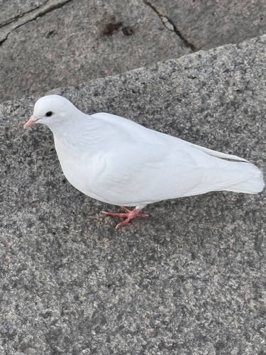 Feral Pigeon