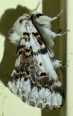 Aglaosoma periblepta