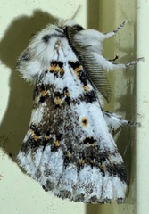 Aglaosoma periblepta