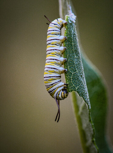 Monarch