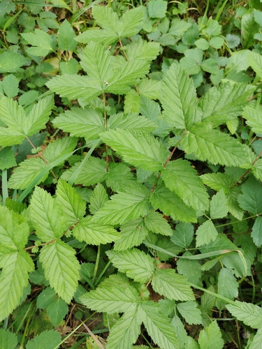 Meadowsweet