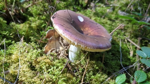 Russula integra