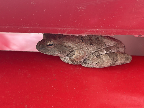 Grey Foam-nest Tree Frog