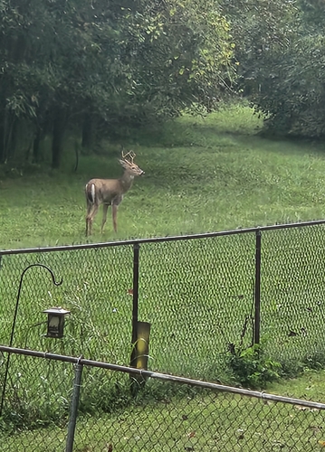 White-tailed Deer