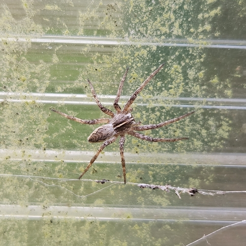 European Nursery Web spider
