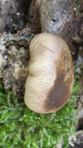 Leopard Earthball