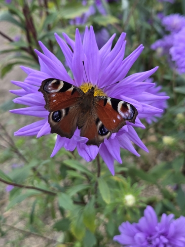 European Peacock Butterfly
