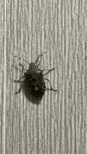 Mottled Stink Bug