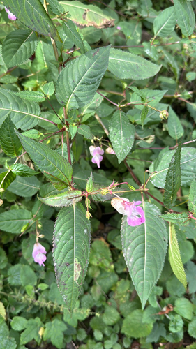 Himalayan balsam