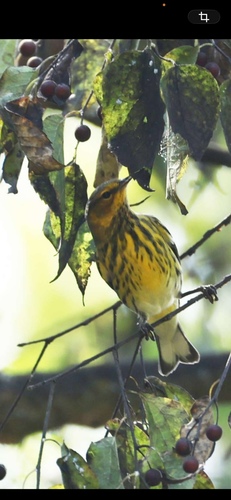 Cape May Warbler